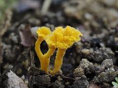 Pterygellus armeniacus