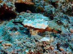 Eurypegasus draconis