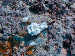 Eurypegasus draconis