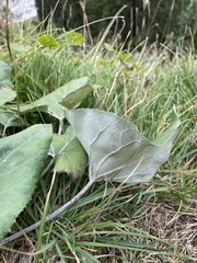 Petasites paradoxus