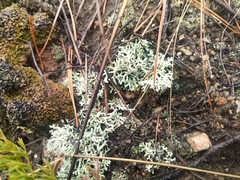 Parmelioideae