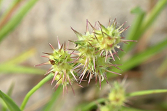 Cenchrus longispinus