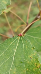 Eriophyes diversipunctatus
