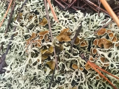 Parmelioideae