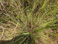 Cymbopogon tortilis