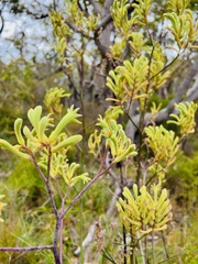 Anigozanthos flavidus
