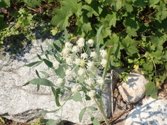 Angelica tomentosa