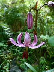 Lilium martagon