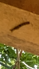 Plodia interpunctella