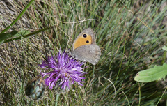 Hyponephele lycaon