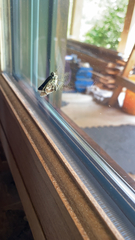 Amblyscirtes aesculapius