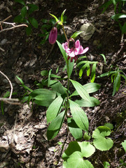 Lilium martagon