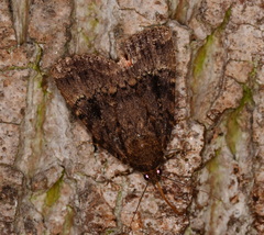 Amphipyra pyramidea