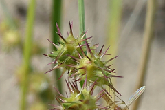 Cenchrus longispinus