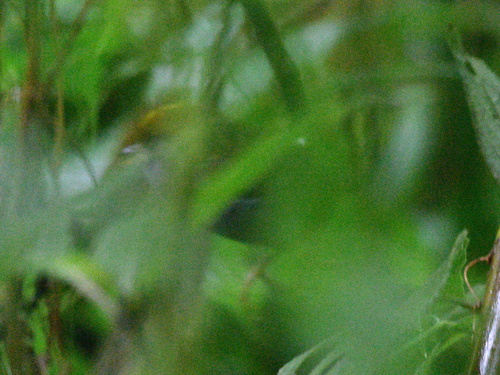 Slaty-bellied Tesia (Tesia olivea), photo 8
