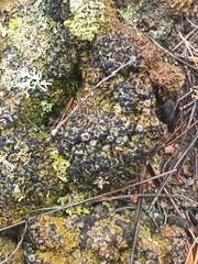 Hypocenomyce scalaris