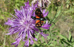 Zygaena filipendulae