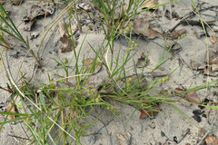 Cenchrus longispinus