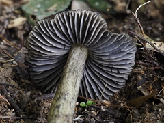 Hygrocybe conica