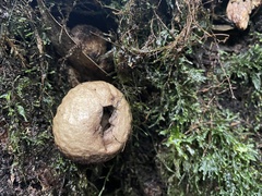 Apioperdon
