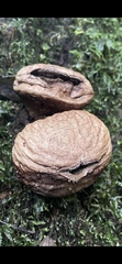 Apioperdon
