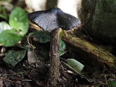 Hygrocybe conica