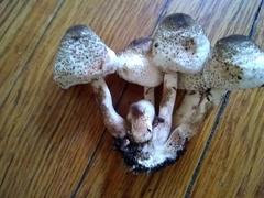 Verrucosporaceae