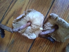 Verrucosporaceae