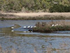 Platalea regia