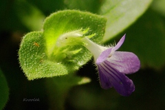 Gesneriaceae
