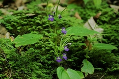 Gesneriaceae