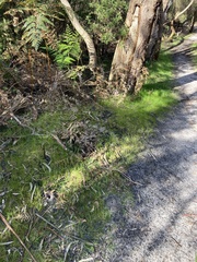 Pardalotus punctatus