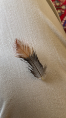 Gallus gallus domesticus