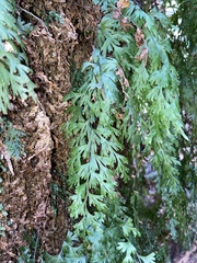 Hymenophyllum flabellatum image