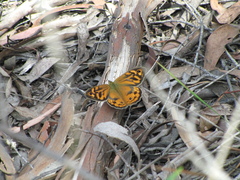Heteronympha merope