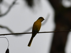 Pericrocotus ethologus