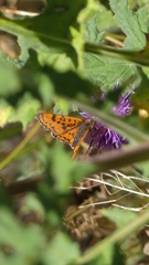 Melitaea didyma