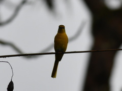 Pericrocotus ethologus