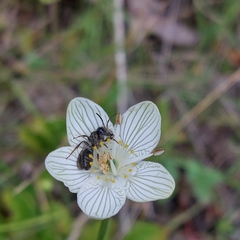 Andrena parnassiae