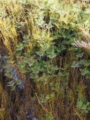 Gleichenia alpina