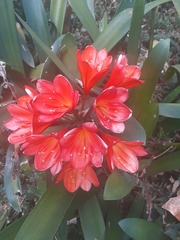 Clivia
