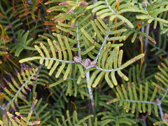 Gleichenia alpina