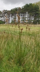 Juncus maritimus