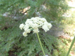 Angelica tomentosa