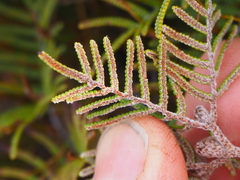 Gleichenia alpina