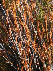 Dracophyllum