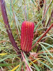Banksia occidentalis