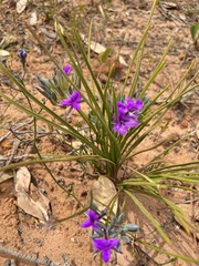 Thysanotus