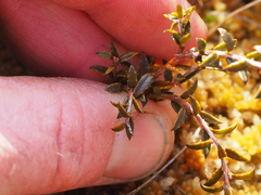 Gaultheria macrostigma
