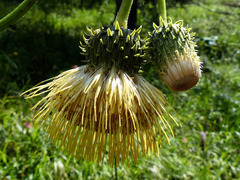 Cirsium erisithales